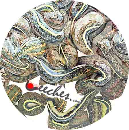 Wholesale Leech