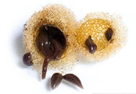 Baby Leech 40-Pack