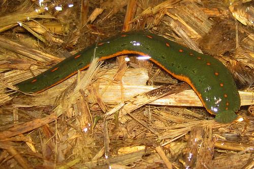 North American Leech - Macrobdella Decora